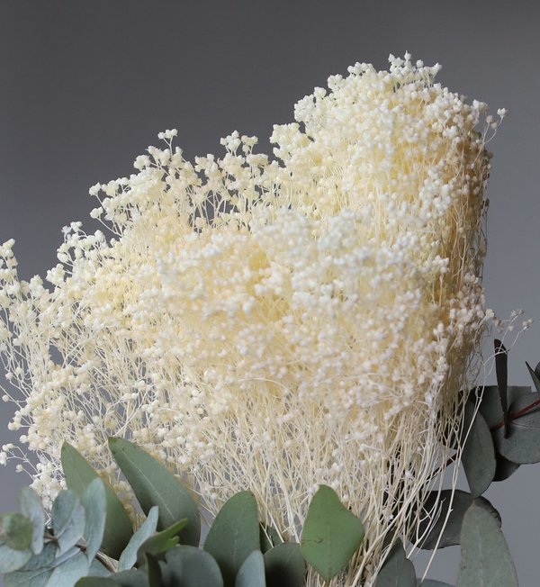 Broom Bloom bleached Weiß