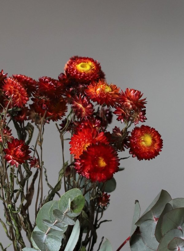 Helichrysum Rot